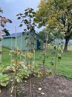 Esdoorn boom, Tuin en Terras, Ophalen, Bloeit niet, Volle zon, Overige soorten