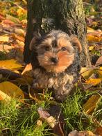 Uniek mooie York-shire pupjes te koop, Dieren en Toebehoren, Honden | Jack Russells en Terriërs, België, Jack Russell Terriër