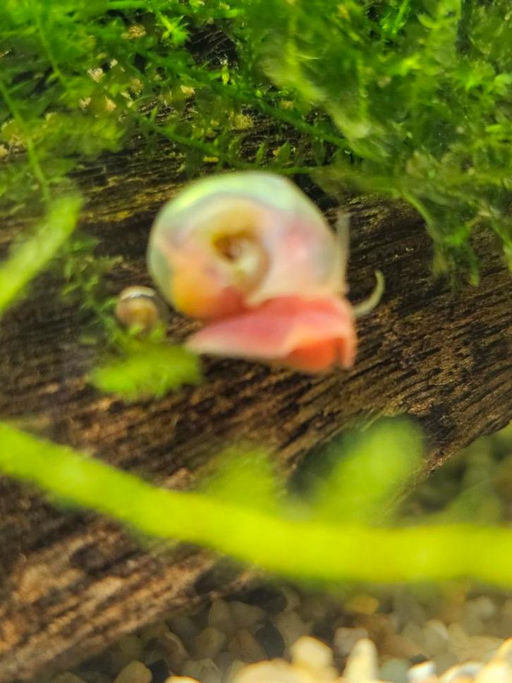 Posthoornslakken aquarium slakken, Dieren en Toebehoren, Vissen | Aquaria en Toebehoren, Nieuw, Overige typen, Ophalen of Verzenden