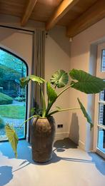 Grote plant, Huis en Inrichting, Kamerplanten, Halfschaduw, Ophalen, Groene kamerplant