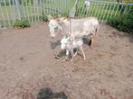 Micro amerikaans minu exeltje met stamboom, Dieren en Toebehoren, Overige Dieren, April, Mannelijk