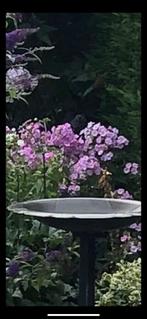 Phlox Planten, Ophalen, Zomer, Overige soorten, Volle zon