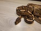 Ball python 100% spider male, Dieren en Toebehoren, Reptielen en Amfibieën, Slang