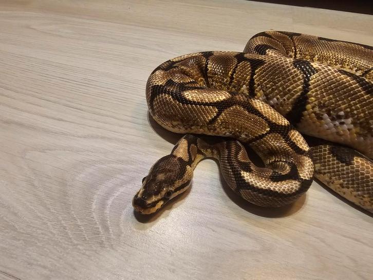 Ball python 100% spider male, Dieren en Toebehoren, Reptielen en Amfibieën, Slang