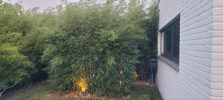 Niet woekerende Bamboe, Fargesia robusta Campbell, Tuin en Terras, Planten | Fruitbomen, Overige soorten, 100 tot 250 cm, Ophalen