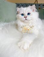 Royal Silver British Longhair met stamboom, Dieren en Toebehoren, Katten en Kittens | Raskatten | Langhaar, Kater, Gechipt