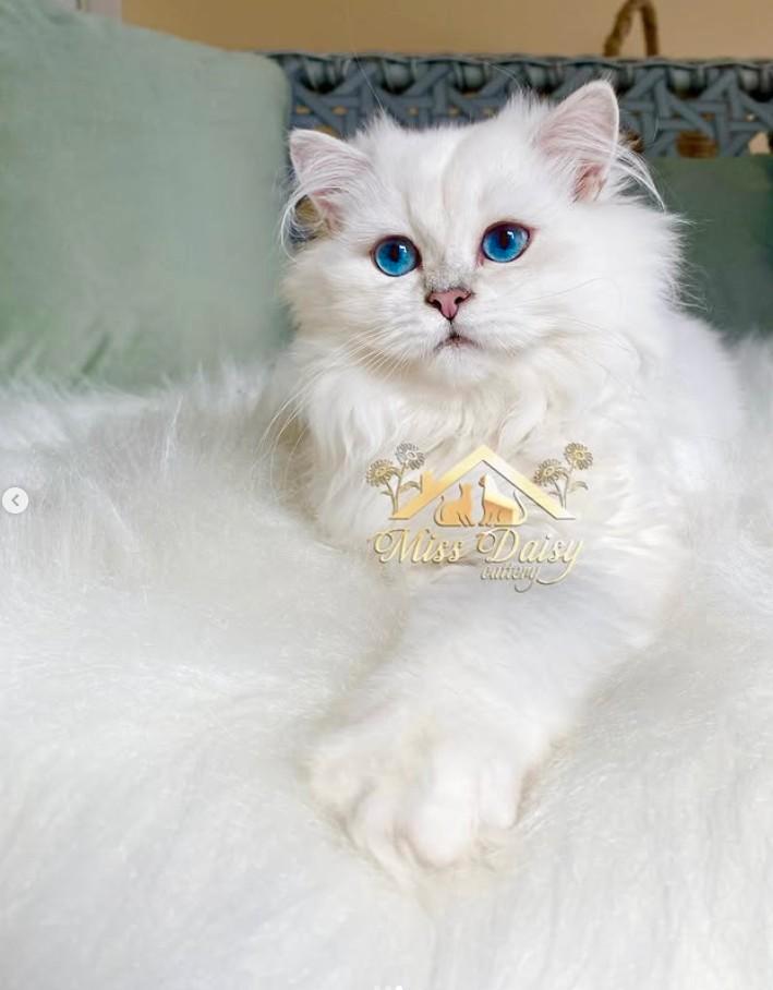 Royal Silver British Longhair met stamboom, Dieren en Toebehoren, Katten en Kittens | Raskatten | Langhaar, Kater, Gechipt