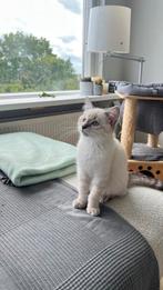 Ragdoll katten, Dieren en Toebehoren, Katten en Kittens | Raskatten | Langhaar