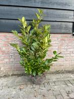 Prunus - Laurier - Diverse maten - Rotundifolia - Novita, Vaste plant, Bloeit niet, Halfschaduw, Ophalen