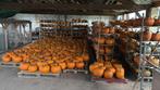 Halloween pomoenen  aanbieding, Tuin en Terras, Ophalen, Nieuw