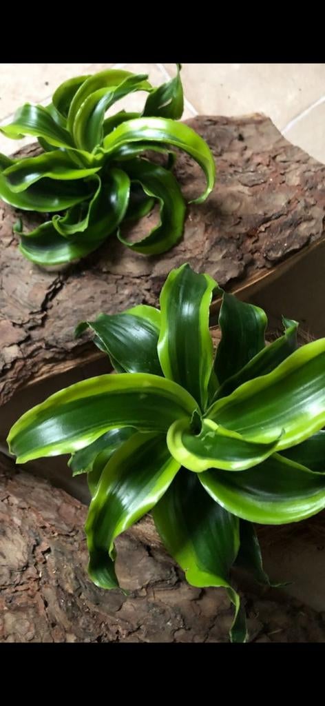 Dracaena Tornado Kamerplant - nog 4 beschikbaar!, Overige soorten, In pot, Minder dan 100 cm, Groene kamerplant