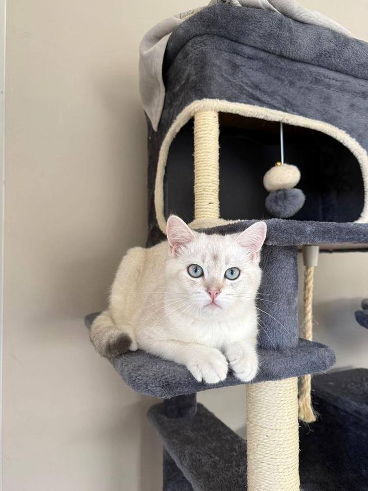 Britse Korthaar kitten – 4 maanden – wit – blauwe ogen, Dieren en Toebehoren, Katten en Kittens | Overige Katten, Kater