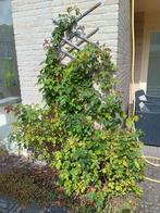 Klimrozen in diverse kleuren, Tuin en Terras, Ophalen, Volle zon, Vaste plant, Klimplanten