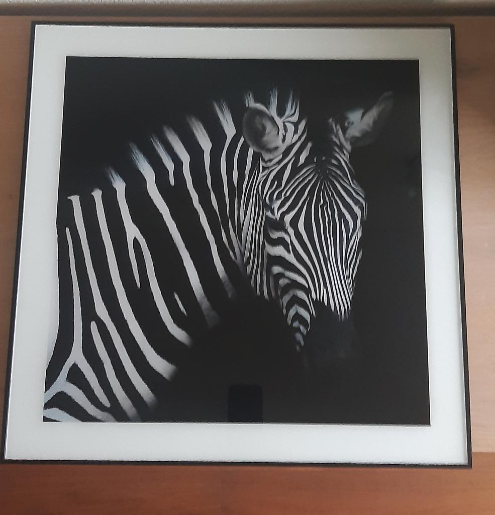 Countryfield schilderij glas zebra wild life 50 x50 cm, 50 tot 75 cm, Ophalen of Verzenden, 50 tot 75 cm, Print