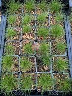 Festuca Gauteri - Siergras voor uw tuin!, Ophalen, Volle zon, Vaste plant, Siergrassen