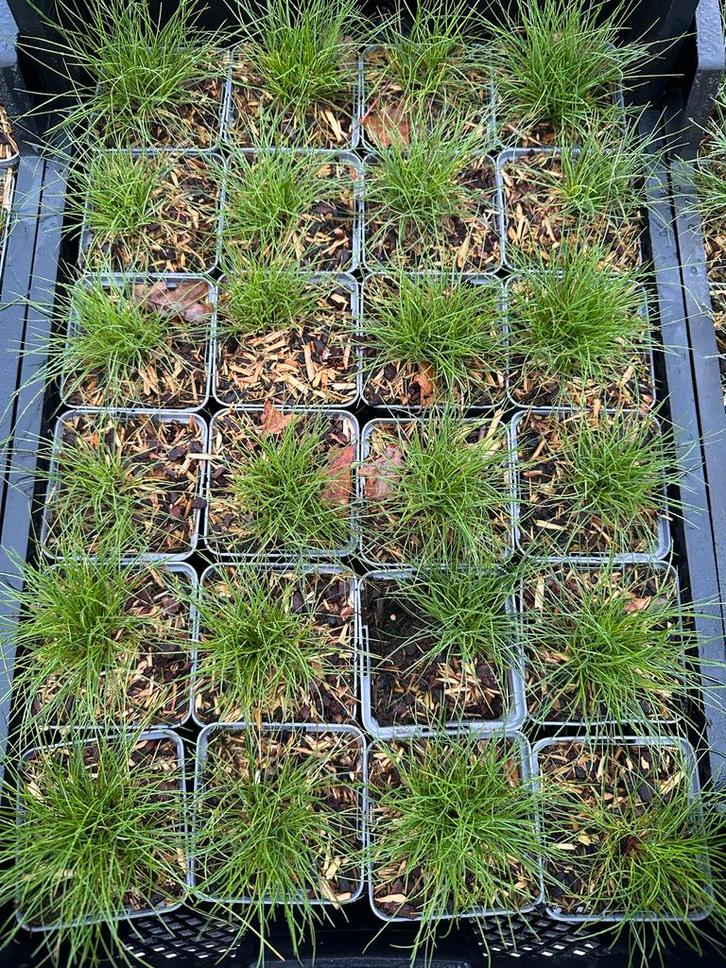 Festuca Gauteri - Siergras voor uw tuin!, Tuin en Terras, Planten | Tuinplanten, Vaste plant, Siergrassen, Volle zon, Bloeit niet