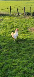 4 Witte Leghorns Groot Ras, Dieren en Toebehoren, Pluimvee, Vrouwelijk, Kip