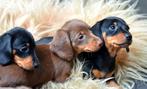 Prachtige "standaard" teckelpups / teckel / teckels, Parvo, Standaard, 8 tot 15 weken, Korthaar