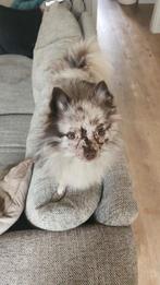 Dekreu keeshond merle Dolfje NIET TE KOOP, Rabiës (hondsdolheid), Reu, 1 tot 2 jaar, Eén hond