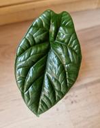 Alocasia Cuprea (green variety), Ophalen of Verzenden, Overige soorten, Minder dan 100 cm