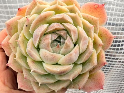 Echeveria elegans “Hybrida”/pot 7cm/vetplant/succulent, Tuin en Terras, Planten | Tuinplanten, Overige soorten, Volle zon, Zomer