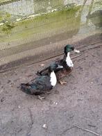 Eenden, Meerdere dieren, Eend