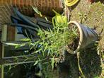 Bamboe stekjes groot en klein in pot., Tuin en Terras, Planten | Bomen, Bloeit niet, Overige soorten, Minder dan 100 cm, Ophalen