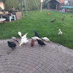 Jong eenden koppeltje, lichtgrijz pulletje en wit vrouwtje, Dieren en Toebehoren, Meerdere dieren, Eend