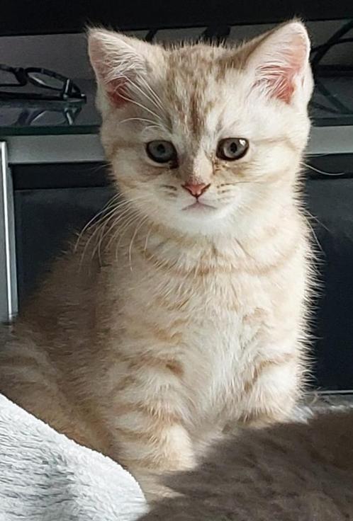 Britse korthaar kittens, Dieren en Toebehoren, Katten en Kittens | Raskatten | Korthaar, Meerdere dieren, Ontwormd