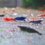 Uitgeselecteerde Neocaridina-garnalenmix Verzenden/afhalen, Dieren en Toebehoren, Vissen | Aquariumvissen, Kreeft, Krab of Garnaal