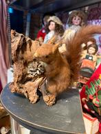 Zeer leuke oude eekhoorn, Ophalen of Verzenden, Zo goed als nieuw, Wild dier, Opgezet dier