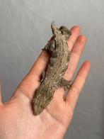 Pine Island leachianus jong, Hagedis, Tam, 0 tot 2 jaar