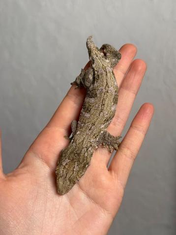 Pine Island leachianus jong beschikbaar voor biedingen