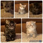 Britse kort en langharige kittens., Dieren en Toebehoren, Katten en Kittens | Raskatten | Langhaar, Meerdere dieren, Ontwormd