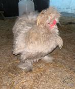 Twee USA zijdehoen hanen van dit jaar, Dieren en Toebehoren, Pluimvee, Mannelijk, Kip