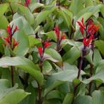 Canna Ra en Musaefolia rizomen/ knollen okt 2025 gerooid, Ophalen of Verzenden, Voorjaar, Volle zon, Knol