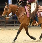 Lieve Quarter Horse ruin 7 jaar, Dieren en Toebehoren, Gechipt, Ruin, Niet van toepassing, 7 tot 10 jaar