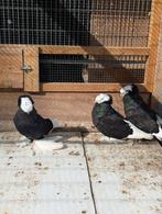 Trommelduiven zwart, Dieren en Toebehoren, Vogels | Duiven, Meerdere dieren, Overige soorten