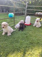 Hele mooie Labrador x Labradoodle pups, Dieren en Toebehoren, Overige rassen, 8 tot 15 weken, Meerdere, Meerdere dieren