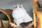 Ragdoll Dekkater Seal Point Bicolor Lynx (NIET TE KOOP), Dieren en Toebehoren, Katten en Kittens | Raskatten | Langhaar, Kater