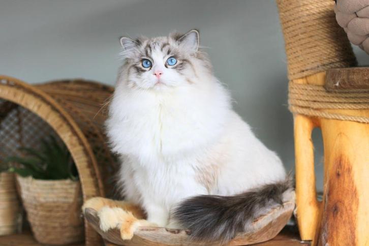 Ragdoll Dekkater Seal Point Bicolor Lynx (NIET TE KOOP), Dieren en Toebehoren, Katten en Kittens | Raskatten | Langhaar, Kater