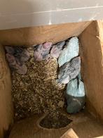 Jonge forpussen om tam te maken, Meerdere dieren, Dwergpapegaai of Agapornis