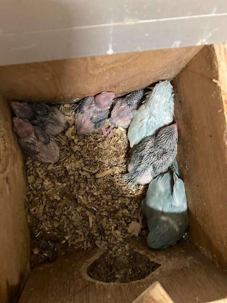 Jonge forpussen om tam te maken, Dieren en Toebehoren, Vogels | Parkieten en Papegaaien, Dwergpapegaai of Agapornis, Meerdere dieren