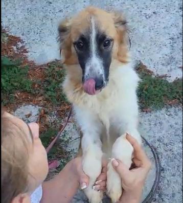Gloria  een zeer zachtaardige hondje,enkel voor rustig gezin beschikbaar voor biedingen