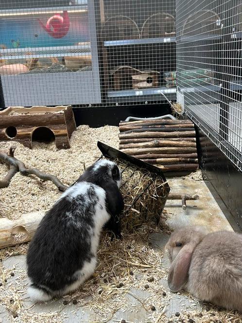 Dwerg hangoor konijn rammelaars, Dieren en Toebehoren, Konijnen, Dwerg, Mannelijk, 0 tot 2 jaar, Hangoor