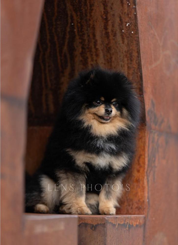 Pomeriaan dekreu cm/sm/pl vrij, Dieren en Toebehoren, Honden | Dekreuen, Reu, Particulier, Eén hond, Buitenland, 6 jaar of ouder