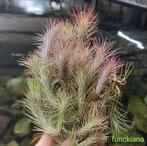 Tillandsia, airplants, luchtplantjes, ruime keus, Huis en Inrichting, Kamerplanten, Ophalen of Verzenden