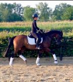 paard te koop, merrie, 163, allround, Dressuurpaard, 3 tot 6 jaar, L, 160 tot 165 cm