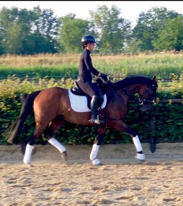 paard te koop, merrie, 163, allround beschikbaar voor biedingen