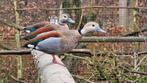 Roodschouder talingen te koop of ruilen, Dieren en Toebehoren, Pluimvee, Meerdere dieren